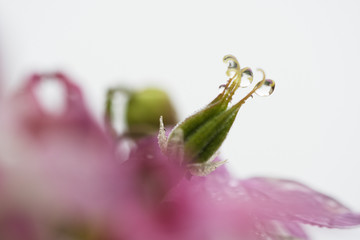 Blüte der rosafarbenen Akelei