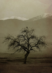 vintage landscape with alone tree and bird on it 