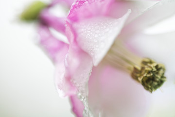 Obraz premium Blüte der rosafarbenen Akelei mit Regentropfen