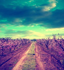 colorfull infrared lanscape with beautyful sky and grape field 