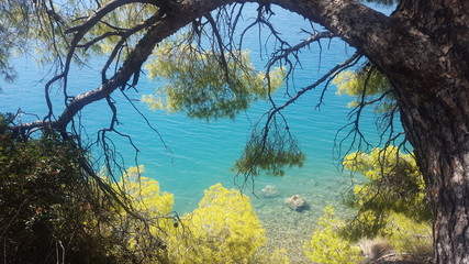 Fototapeta premium tree near blue water of greece