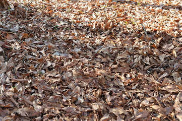 Dry leaves fallen on the ground in japanese autumn. Horizontal shot.