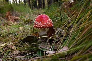 Fly agaric mushroom in the forest