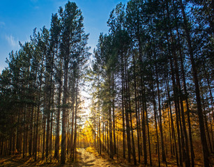 Fototapeta premium Autumn landscape with trees and blue sky. Beautiful bright view with leaves and branches, lit by natural sunlight in the fall.