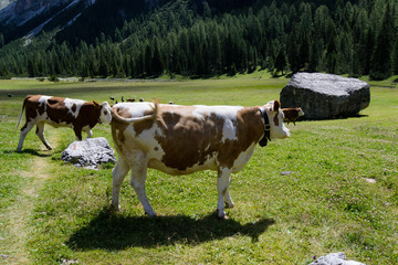 Fototapeta na wymiar Mucche al pascolo in Val Gardena