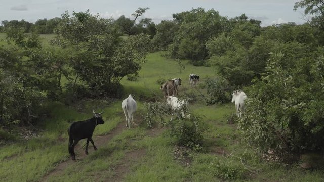 Africa Mali Cattle Herd Aerial View 3