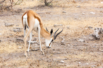 Single springbok searching for food on the dry ground, Etosha, Namibia, Africa