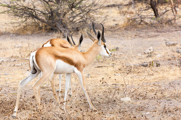 Two springbok antelopes walking through a barren landscape, Etosha, Namibia, Africa