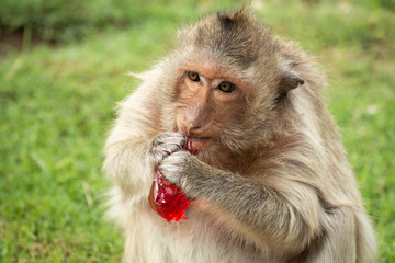 A cute monkey lives in the Lopburi cities of Thailand with Copy Space