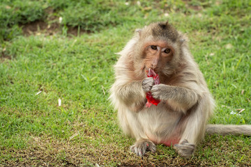 A cute monkey lives in the Lopburi cities of Thailand with Copy Space