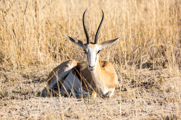 A single springbok lying in the grass and looking into the camera, Etosha, Namibia, Africa