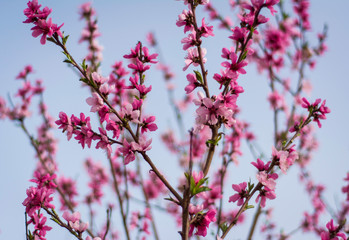 pink flowers in spring