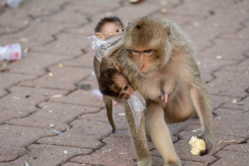 Monkey mother and baby monkey sitting on pathways