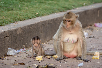 Fototapeta premium Monkey mother and baby monkey sitting on pathways
