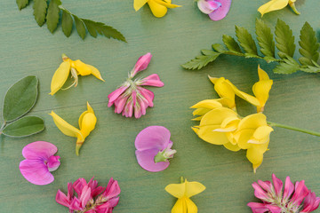 Flower of peavines -Lathyrus - on the wooden background.
