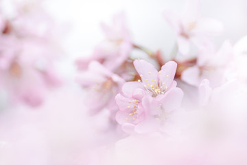 SAKURA　桜
