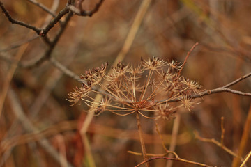 thistle in winter