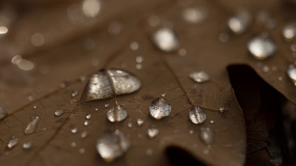 Autumn background. Close-up. Raindrops on dry leaves.
