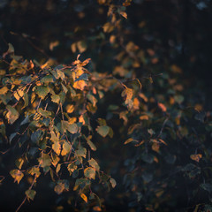 autumn leaves