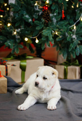 Adorable puppies of the Central Asian shepherd under the Christmas tree at home in the new year