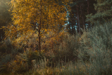 autumn in the forest
