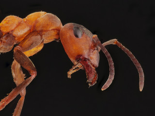 Kopf der roten Waldameise, Formica polyctena, als Detailfoto mit viel Tiefenschärfe vor schwarzem...