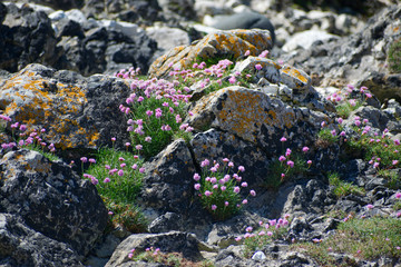 Sea Thrift