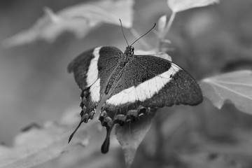 Butterfly fascination