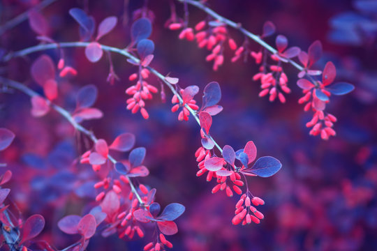 Barberry branches in autumn. Ripe berries of barberis plant. Colored in red and pink tints, selective focus