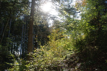 unberührter Wald