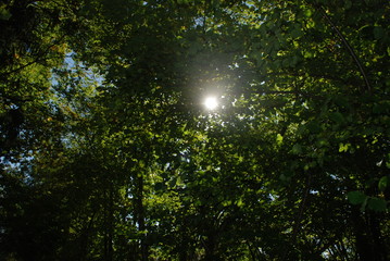 Sonne erhellte die Baumgipfel