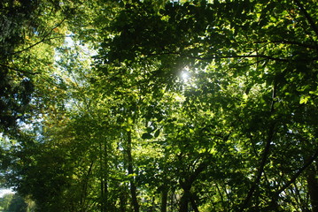 Fototapeta na wymiar Sonne erhellt den Wald