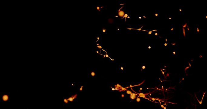 The fire spreads through the smoldering steel wool, forming many sparks and isolated beautiful combustion on black background that looks like strands of neurons in the brain