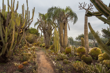 Unique Cactus Garden displays a variety of desert plants and cactuses. Beautiful tourist...