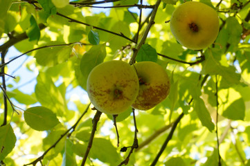 Fall Apples with leaves