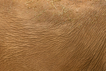 Abstract textured background of close up detail of an asian elephant skin
