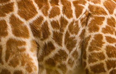 Close up of baby giraffe skin pattern to make an abstract background