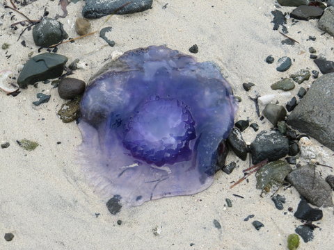 Ansicht einer blauen Nesselqualle, lateinisch Cyanea lamarckii