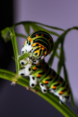 Papilio_Machaon