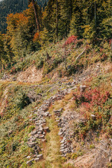 autumn in the forest