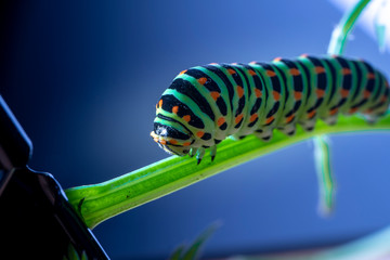 Schwalbenschwanzraupe (Papilio_Machaon)