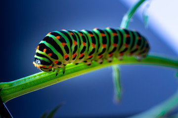 Schwalbenschwanz (Papilio_Machaon)