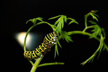 Schwalbenschwanz (Papilio_Machaon)