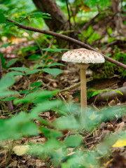 Pilze am Waldweg