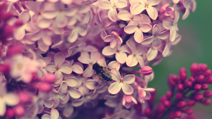 Obraz premium Lilac tree and bee vintage toned image