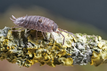 Kellerassel, Porcellio scaber, sitzt auf einem Ast mit Flechten, Froschperspektive