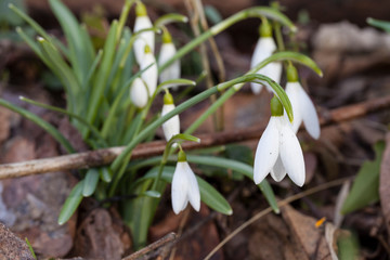 Campanilla de invierno (Galanthus nivalis)