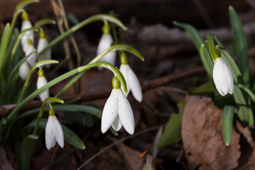 Campanilla de invierno (Galanthus nivalis)
