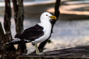 Southern black backed gull keeps watch near the beach. Point Chevier, Auckland, New Zealand
