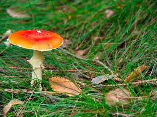 Pilze am Waldweg